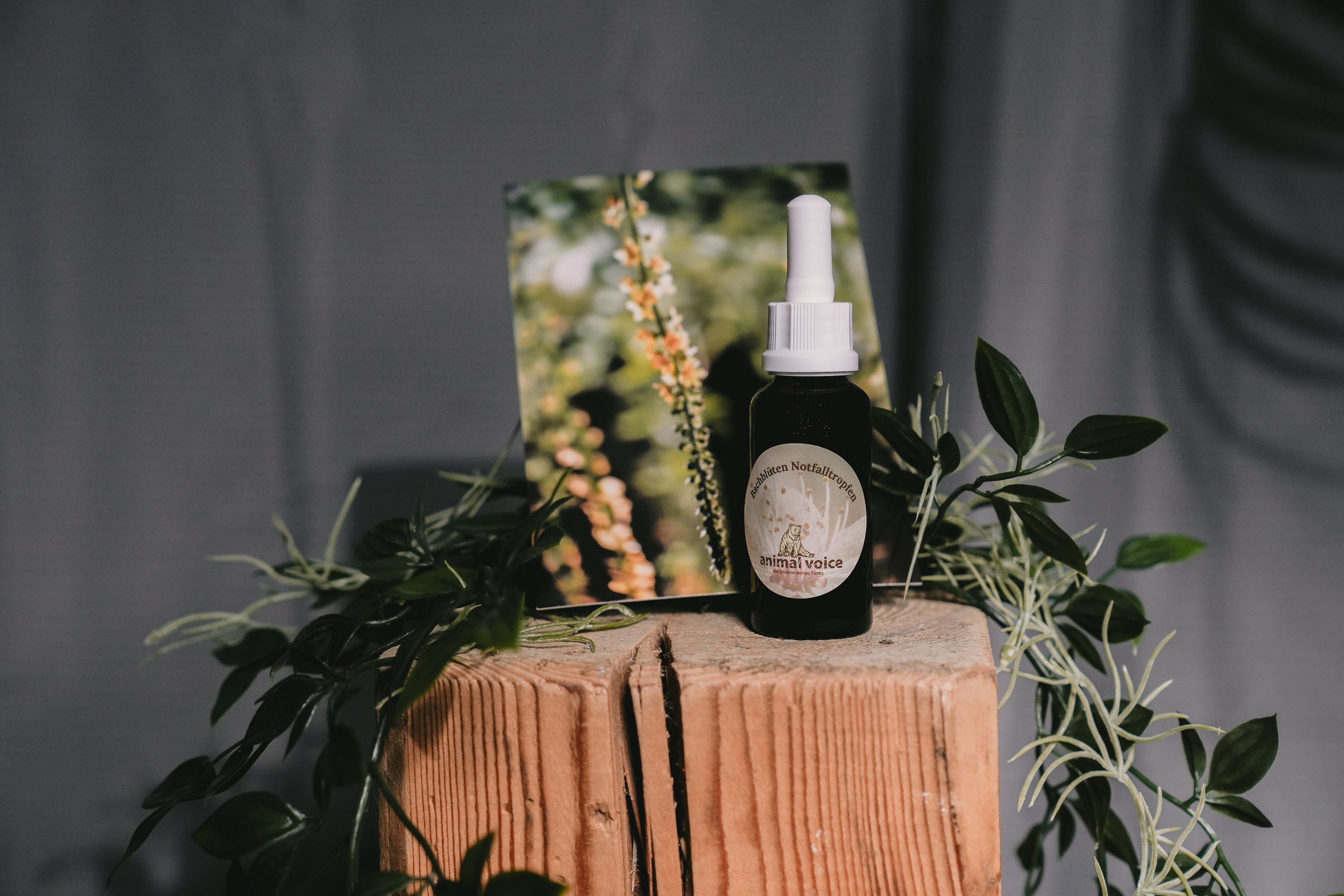 Individuelle Bachblütenmischung nach Tiergespräch (kein physisches Produkt)