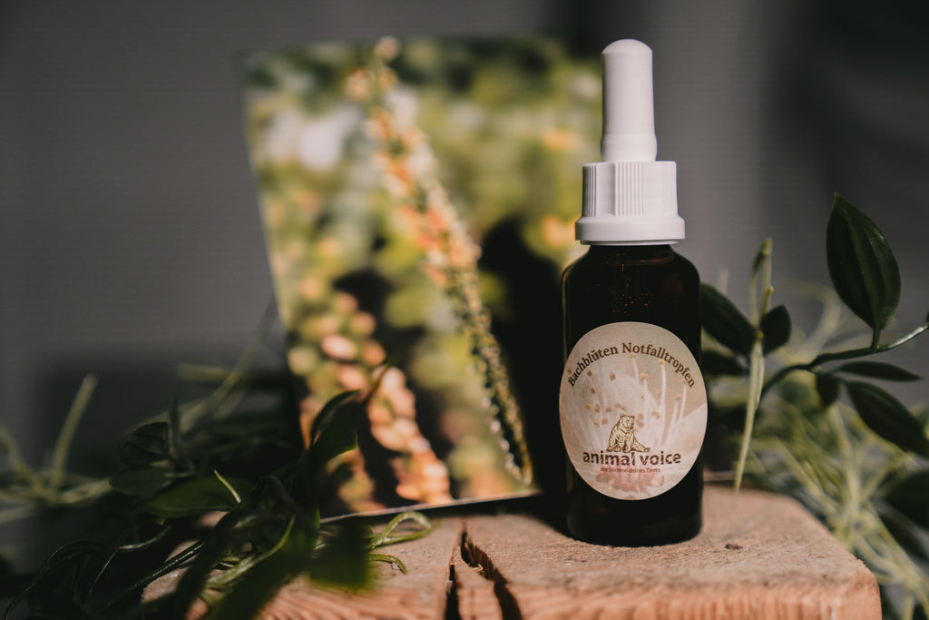 Individuelle Bachblütenmischung nach Tiergespräch (kein physisches Produkt)