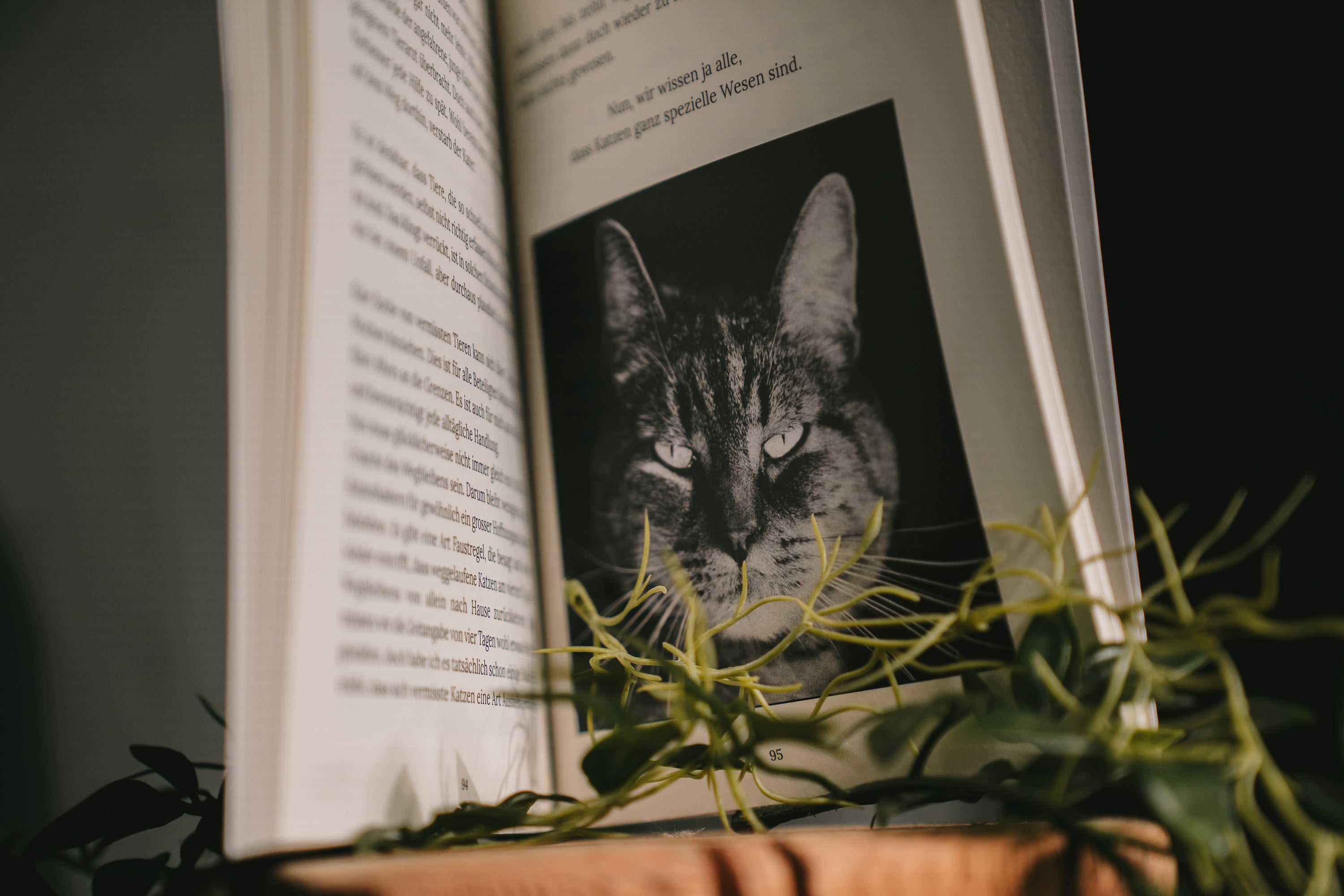 Taschenbuch – «Ich bin die Stimme deines Tieres»